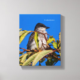 Impressão Em Tela Royalty Avian: Kingbird Oriental