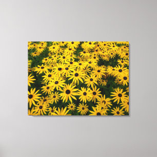Impressão Em Tela Rudbeckia Hirta (Susanos de Olhos Negros)
