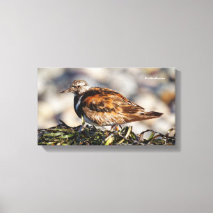 Impressão Em Tela Ruddy Turnstone Shorebird na Praia