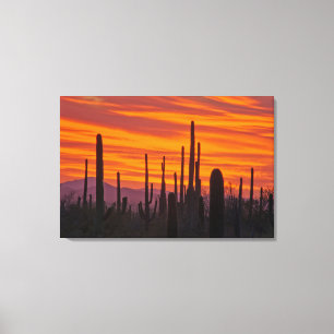 Impressão Em Tela Saguaro, pôr do sol, Parque Nacional Saguaro