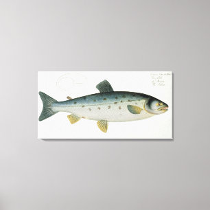 Impressão Em Tela (Salmo Salar) placa Salmon XX 'de Ichthyologie,