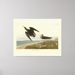 Impressão Em Tela Sanduíche de Schinz das Aves da América de Audubon