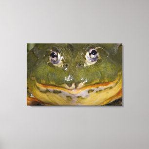 Impressão Em Tela Sapo Burrolante Africano, Pyxicephalo