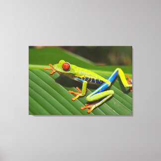 Impressão Em Tela Sapo de árvore