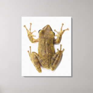 Impressão Em Tela Sapo de árvore Dourado