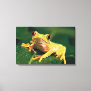 Impressão Em Tela Sapo de árvore vermelho do olho