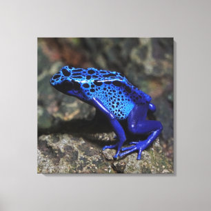 Impressão Em Tela Sapo de dardos azuis, Sapo azul brilhante