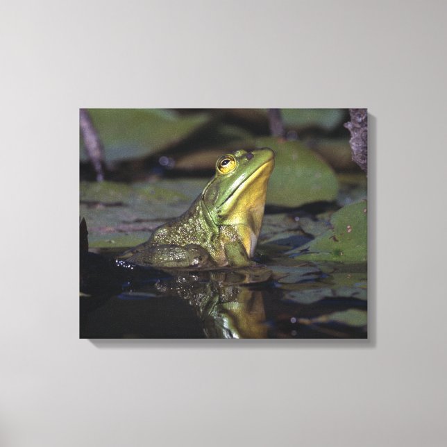 Impressão Em Tela Sapo num lago (Frente)