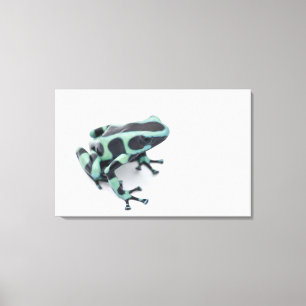 Impressão Em Tela sapo preto e verde do dardo do veneno (dendrobates