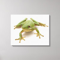Sapo verde da árvore