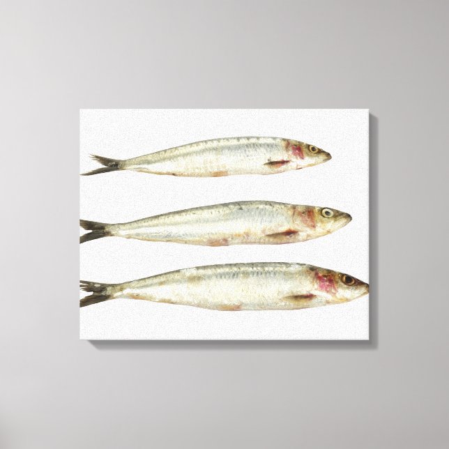Impressão Em Tela Sardinhas (Pilchards) 2 (Frente)