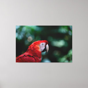 Impressão Em Tela Scarlet Macaw Portrait in Tropical Rainforest