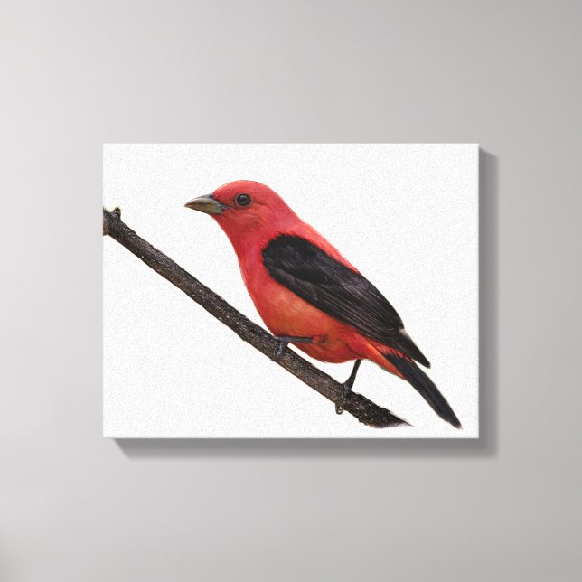 Impressão Em Tela Scarlet Tanager no Branch (Frente)