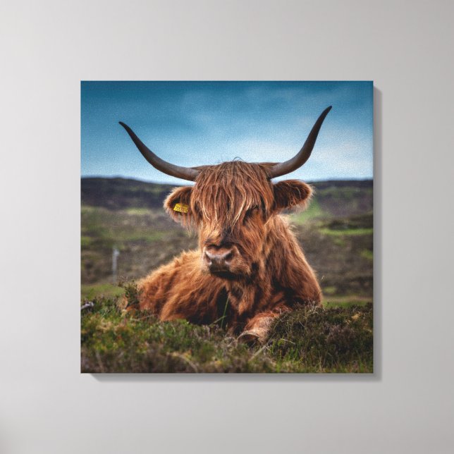 Impressão Em Tela Scottish Highland Cow Longhorn Bull Rancher (Frente)