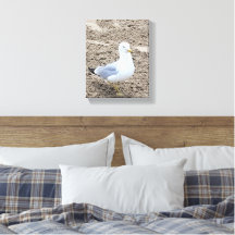 Seagull
