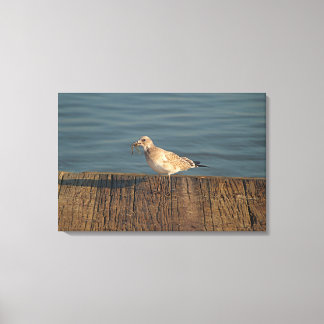 Impressão Em Tela Seagull com uma captura de Dragonfly | Foto tropic