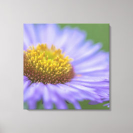 Impressão Em Tela Seaside Daisy