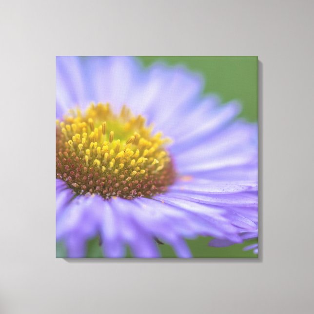 Impressão Em Tela Seaside Daisy (Frente)