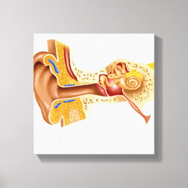 Impressão Em Tela Seção Cruzada Do Ouvido Humano (Frente)
