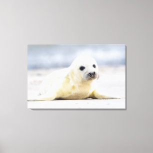Impressão Em Tela Selo de bebê das imagens   de Getty