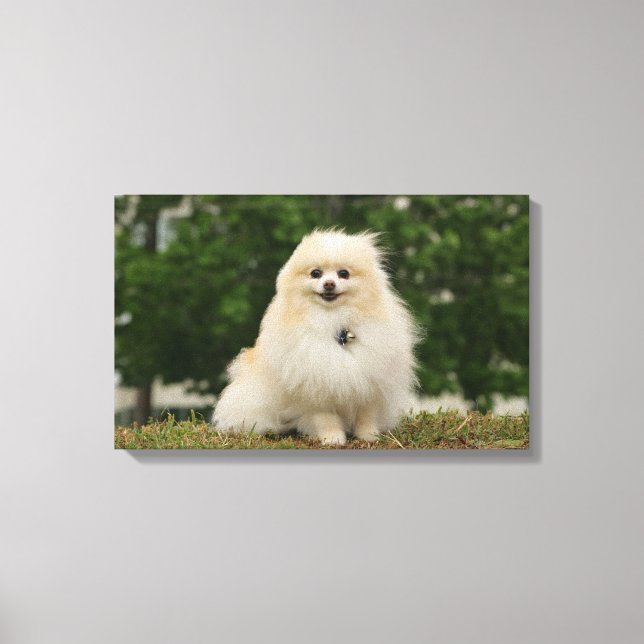 Impressão Em Tela Sentado De Pomeração (Frente)