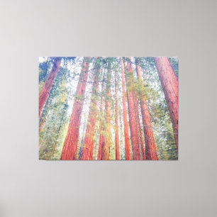 Impressão Em Tela Sequoias Antigas