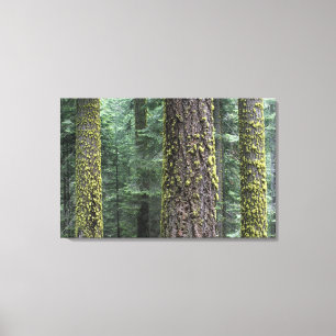 Impressão Em Tela Sequoias gigantes na floresta, Sequoia e