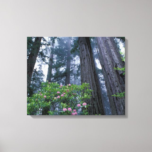 Impressão Em Tela Sequoias Vermelhas e Rhododendrons (Frente)