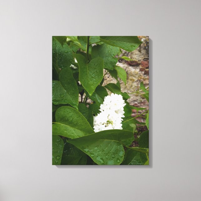 Impressão Em Tela Seringa, Flor Lilac Branco com Colírio (Frente)