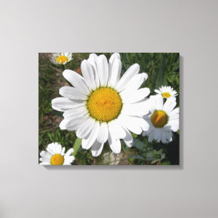 Impressão Em Tela Shasta Daisy (Chrysanthemum maximum)