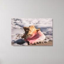 Shell de Conch Rosa
