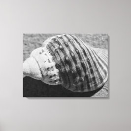 Impressão Em Tela Shell Oceânica Monocromática, Preta E Branca