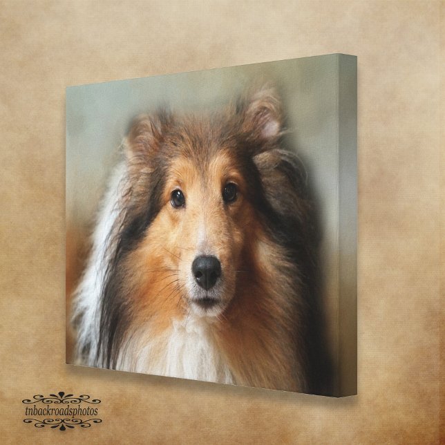Impressão Em Tela Sheltie Canine (Criador carregado)