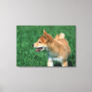 Impressão Em Tela Shiba minúsculo japonês