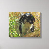 Shih Tzu Lion cão na grama alta