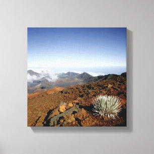 Impressão Em Tela Silversword no cume da cratera Haleakala de perto