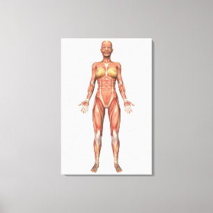 Impressão Em Tela Sistema muscular fêmea, vista dianteira