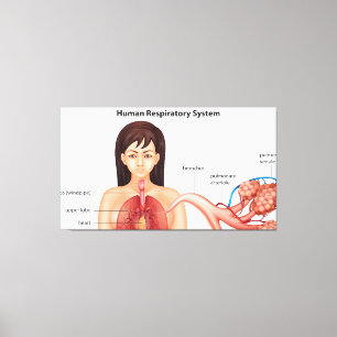 Impressão Em Tela Sistema respiratório feminino