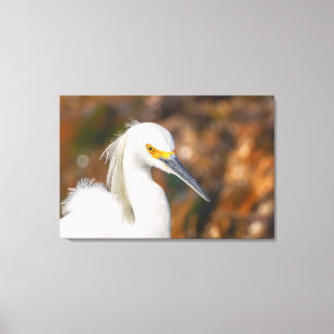 Impressão Em Tela Snowy Egret