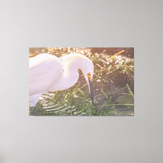 Impressão Em Tela Snowy Egret Foraging em Água (Frente)