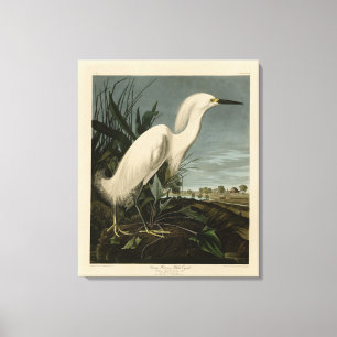 Impressão Em Tela Snowy Heron (Egret) - Aves da América de Audubon