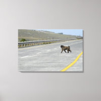 Solitário Chacma Baboon atravessando estrada