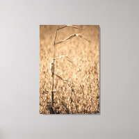 Solteiro Corn Stalk no Campo