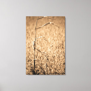 Impressão Em Tela Solteiro Corn Stalk no Campo