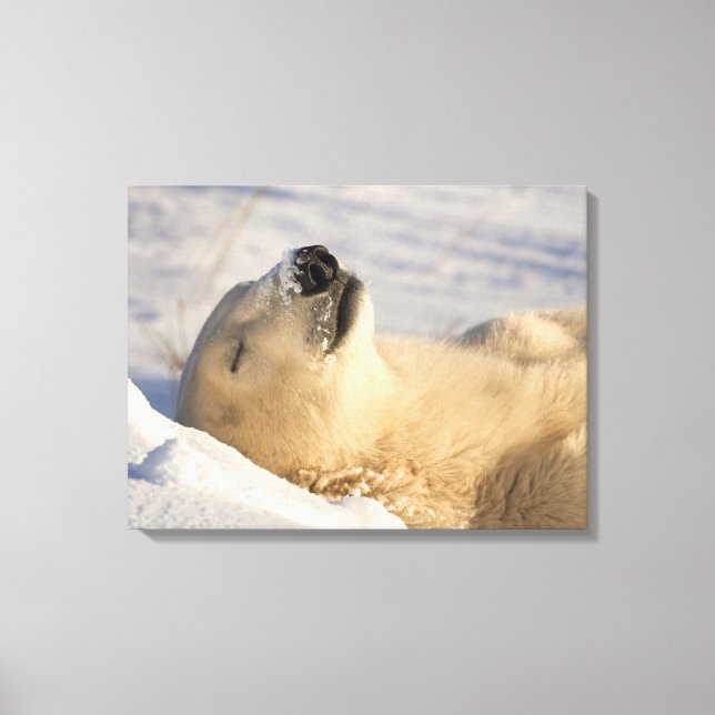 Impressão Em Tela Soneca do Urso Polar (Frente)