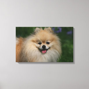 Impressão Em Tela Sorriso de Pomeranian
