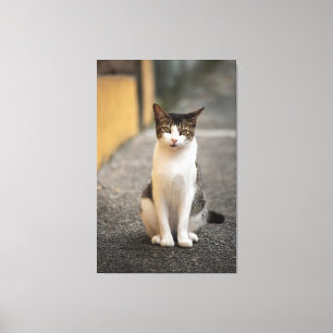 Impressão Em Tela Soulful Street Cat of Pelourinho Portrait