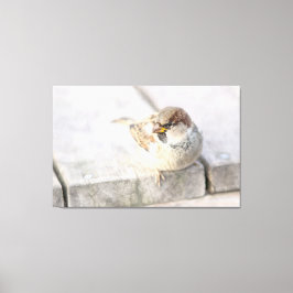 Impressão Em Tela Sparrow - Após o Transatlântico