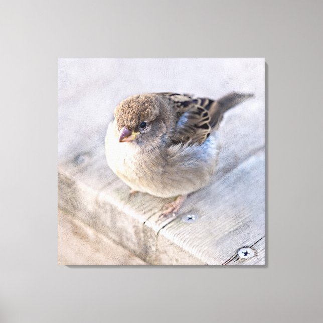Impressão Em Tela Sparrow - Sobrepeso (Frente)