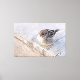 Impressão Em Tela Sparrow - Sobrepeso